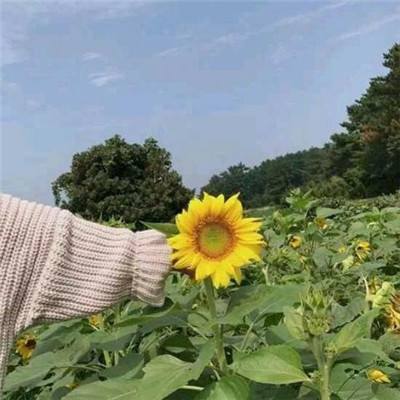 英雄无敌之荣耀手机版(暂未上线)v1.0 安卓版
