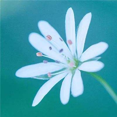 斗战西游手游下载